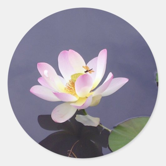 Roze Lotus met Dragon Fly Ronde Sticker (Voorkant)
