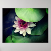 Roze Lotus Photography Poster (Voorkant)