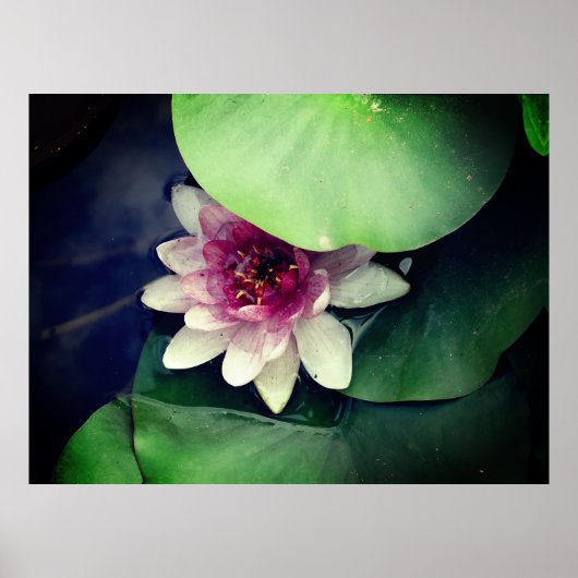 Roze Lotus Photography Poster (Voorkant)