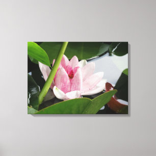 Roze Lotus Photography Print