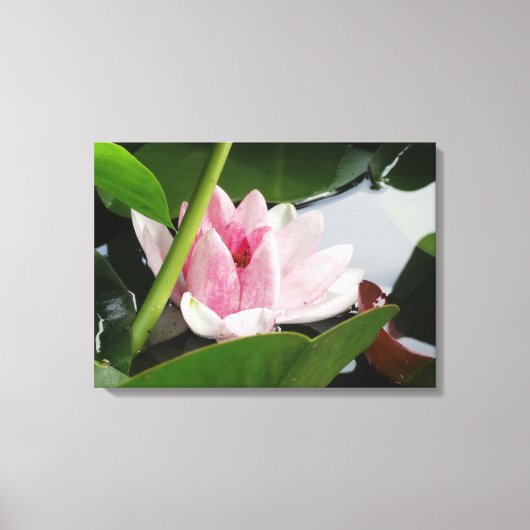 Roze Lotus Photography Print (Voorkant)