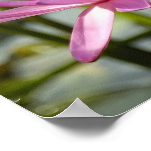 Roze lotus poster (Hoek)