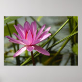 Roze lotus poster (Voorkant)