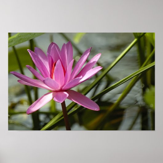 Roze lotus poster (Voorkant)