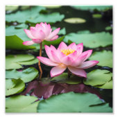 Roze lotus poster (Voorkant)