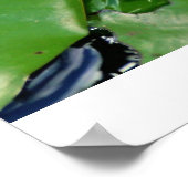 Roze Lotus Poster (Hoek)