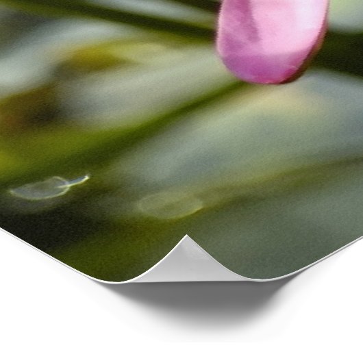 Roze lotus poster (Hoek)