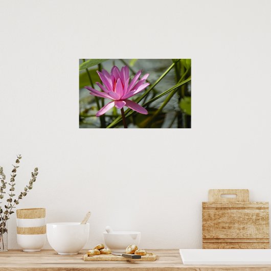 Roze lotus poster (Keuken)