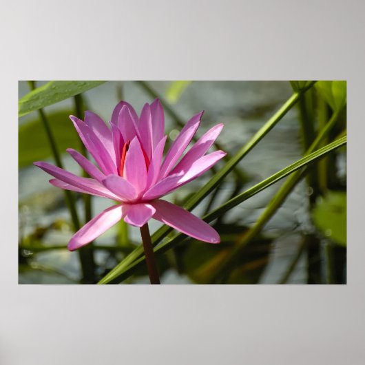 Roze lotus poster (Voorkant)