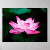 Roze Lotus Poster (Voorkant)