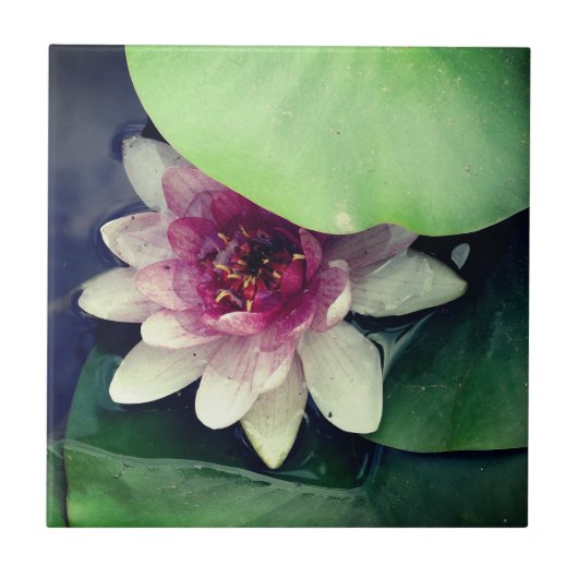 Roze Lotus Tekening Foto Tegel Tegeltje (Voorkant)