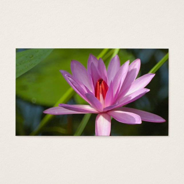 Roze lotus visitekaartjes (Voorkant)