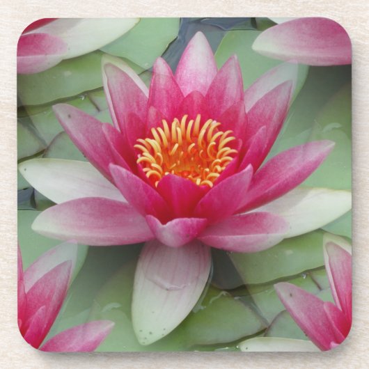 Roze Lotus Water Lily Bier Onderzetter (Voorkant)