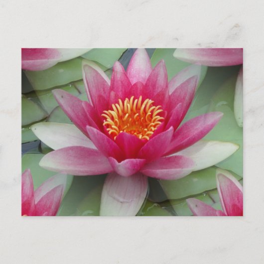 Roze Lotus Water Lily Briefkaart (Voorkant)