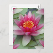 Roze Lotus Water Lily Briefkaart (Voorkant / Achterkant)