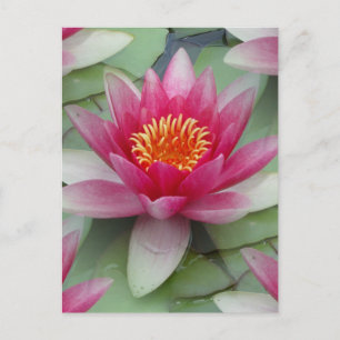 Roze Lotus Water Lily Briefkaart