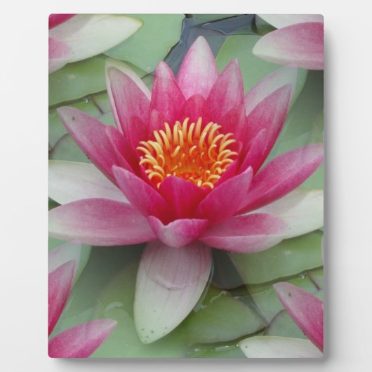 Roze Lotus Water Lily Fotoplaat (Voorkant)