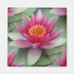 Roze Lotus Water Lily Magneet