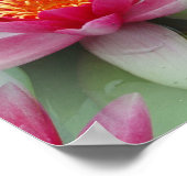 Roze Lotus Water Lily Poster (Hoek)