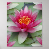 Roze Lotus Water Lily Poster (Voorkant)