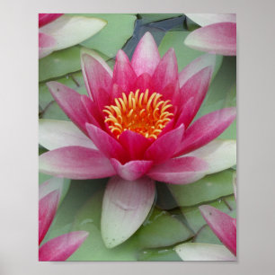 Roze Lotus Water Lily Poster