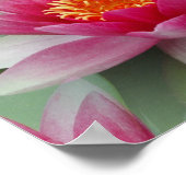 Roze Lotus Water Lily Poster (Hoek)