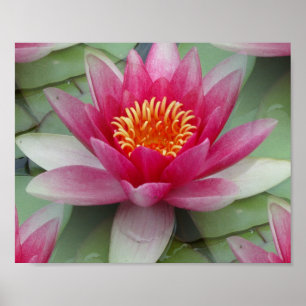 Roze Lotus Water Lily Poster