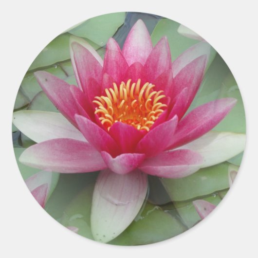 Roze Lotus Water Lily Ronde Sticker (Voorkant)
