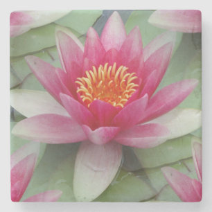 Roze Lotus Water Lily Stenen Onderzetter