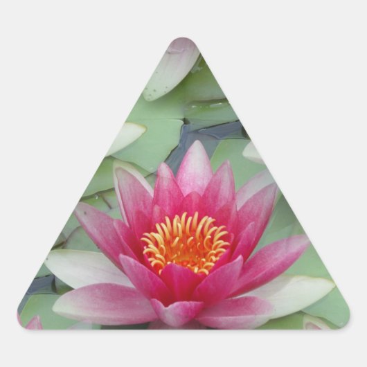 Roze Lotus Water Lily Sticker (Voorkant)