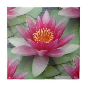 Roze Lotus Water Lily Tegeltje