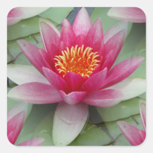 Roze Lotus Water Lily Vierkante Sticker