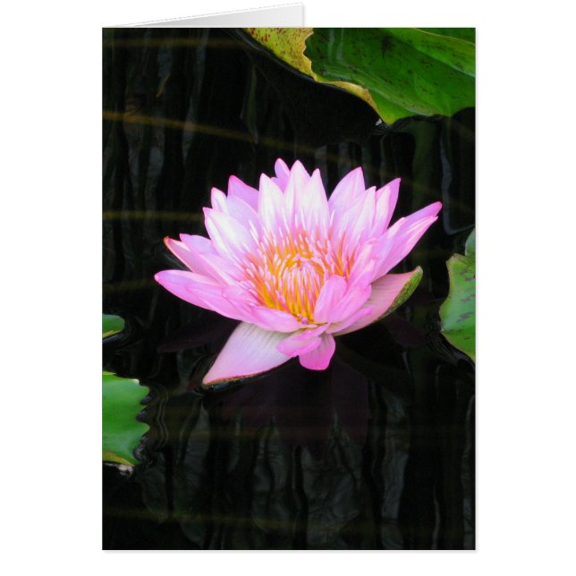 Roze Lotus Waterlelie Kaart (Voorkant)