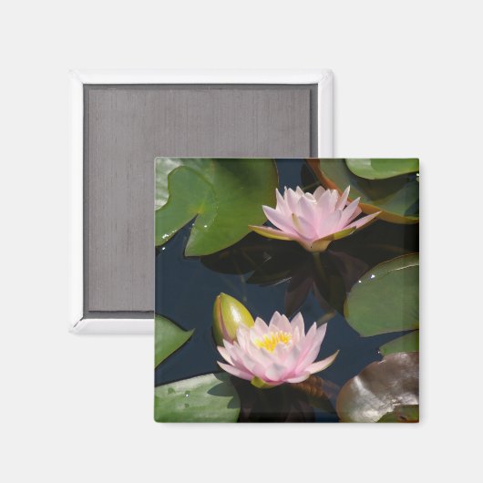 Roze Lotus Waterlilies magnet (Voorkant / Achterkant)