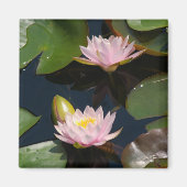 Roze Lotus Waterlilies magnet (Voorkant)