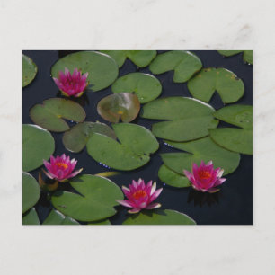 Roze Lotus Waterlilies Post Kaart
