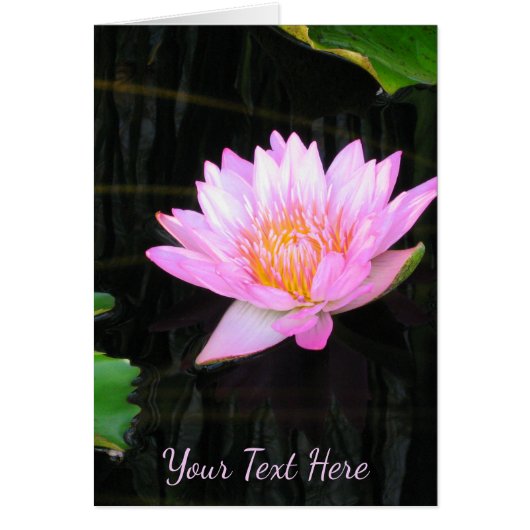 Roze Lotus Waterlily (Voorkant)