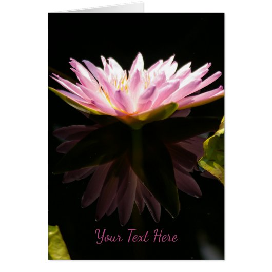 Roze Lotus Waterlily (Voorkant)