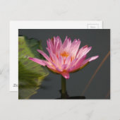 Roze Lotus Waterlily Briefkaart (Voorkant / Achterkant)