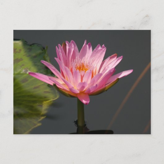 Roze Lotus Waterlily Briefkaart (Voorkant)