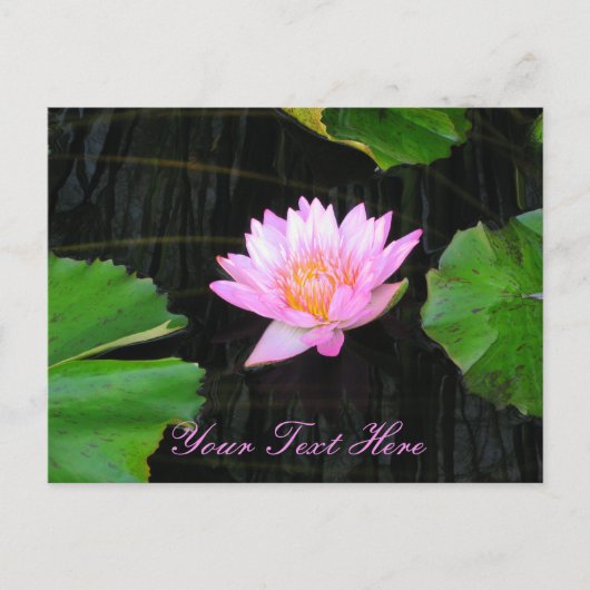 Roze Lotus Waterlily Briefkaart (Voorkant)
