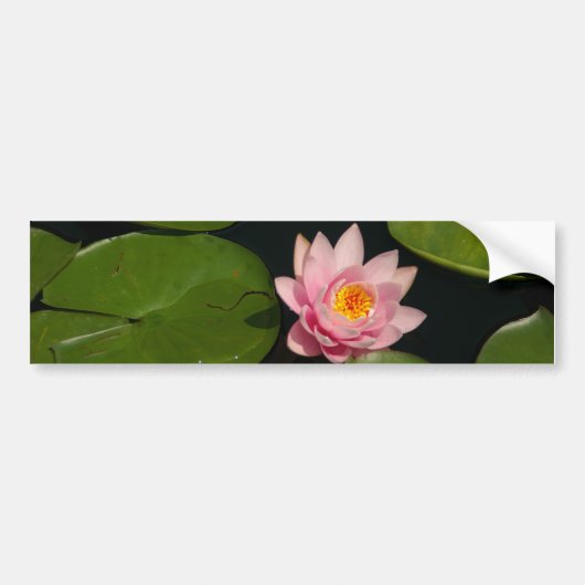 Roze Lotus Waterlily Bumpersticker (Voorkant)
