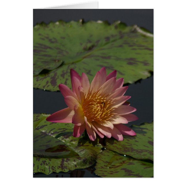 Roze Lotus Waterlily Kaart (Voorkant)
