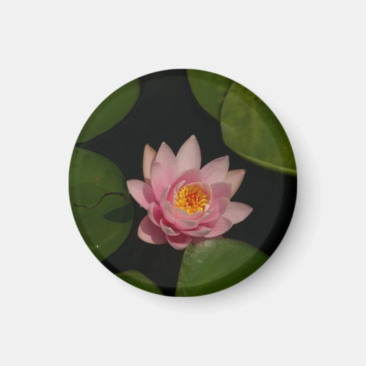 Roze Lotus Waterlily magnet (Voorkant)