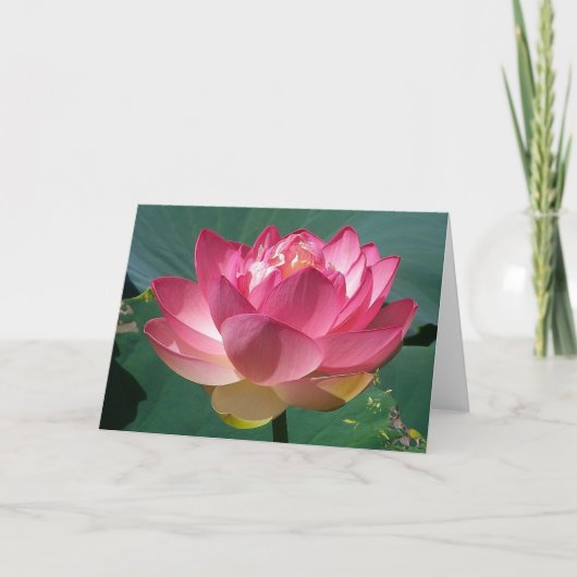 Roze Lotus - Wenskaart Kaart (Voorkant)
