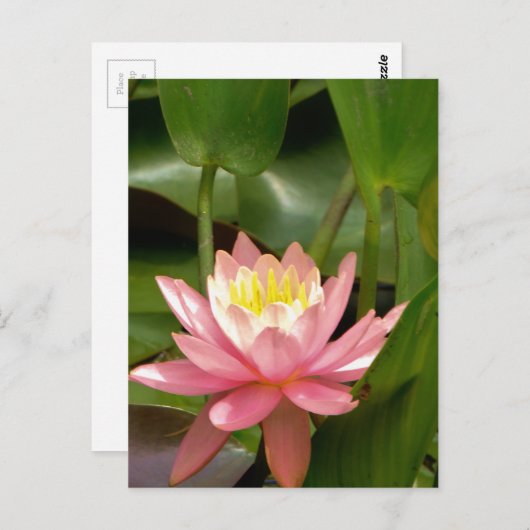 Roze lotusbloem briefkaart (Voorkant / Achterkant)