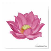 Roze Lotusbloem Illustratie