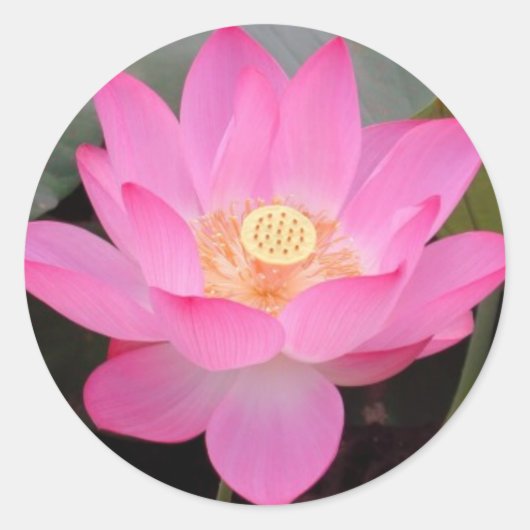 Roze lotusbloem in bloei ronde sticker (Voorkant)