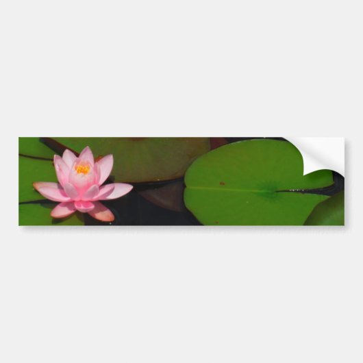 Roze lotusbloemtuin, bumpersticker (Voorkant)
