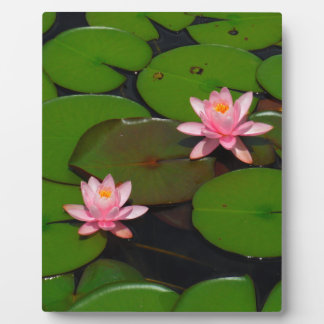 Roze lotusbloemtuin, fotoplaat